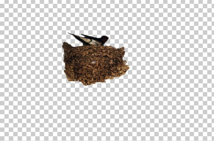 Barn Swallow Pxe4xe4skysenpesxe4keitto Nest PNG, Clipart, Animal, Animals, Barn Swallow, Ben, Beneficial Free PNG Download