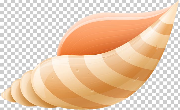 Sea Shell PNG, Clipart, Aquatic Animal, Argonaut, Beach, Clip Art, Clipart Free PNG Download