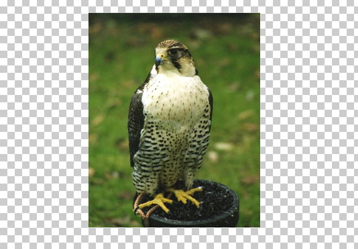 Welsh Hawking Centre Falconry Buzzard PNG, Clipart, Animals, Beak, Bird, Bird Of Prey, Buzzard Free PNG Download