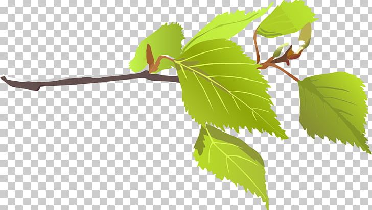 Branch Leaf Tree PNG, Clipart, Big Leaves Cliparts, Branch, Color, Green, Leaf Free PNG Download