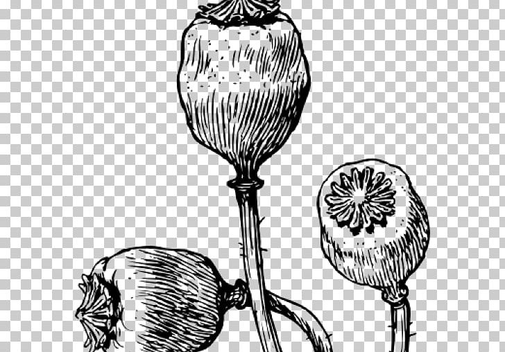 Common Poppy Opium Poppy Remembrance Poppy Drawing PNG, Clipart, Black And White, California Poppy, Common Poppy, Drawing, Flower Free PNG Download