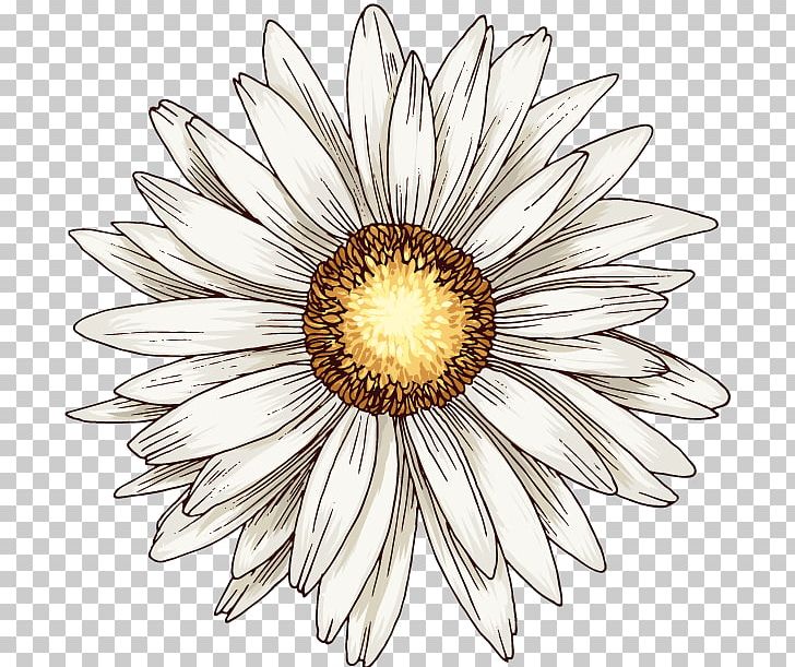 Common Daisy Encapsulated PostScript PNG, Clipart, Common Daisy, Cut Flowers, Daisy, Daisy Family, Download Free PNG Download