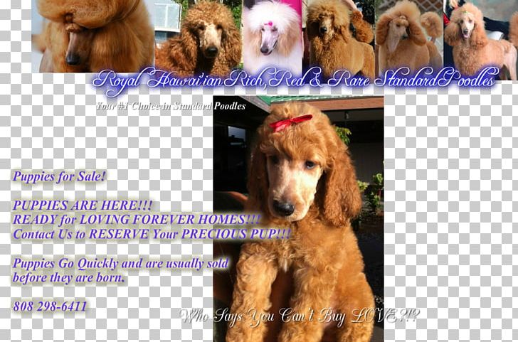 Poodle Irish Setter Cockapoo Dog Breed Puppy PNG, Clipart, Breed Group Dog, Carnivoran, Cockapoo, Companion Dog, Dog Free PNG Download