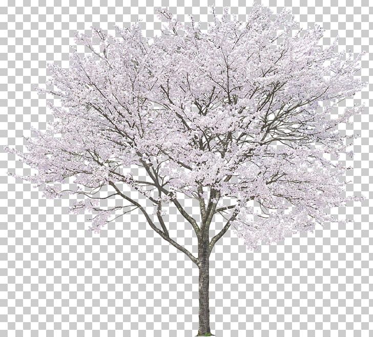 Tree Eastern White Pine Rendering PNG, Clipart, Black And White, Blossom, Branch, Cherry Blossom, Drawing Free PNG Download