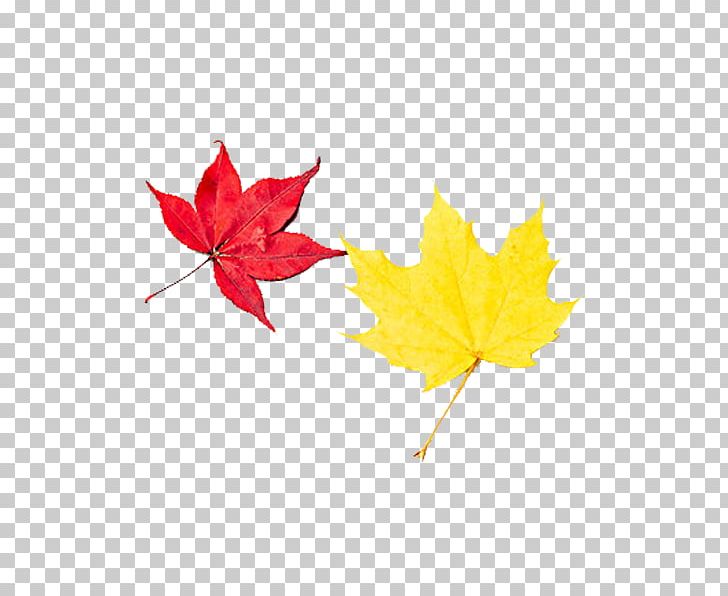 Autumn Leaf Deciduous PNG, Clipart, Autumn, Autumn Leaf, Autumn Tree, Cartoon, Download Free PNG Download