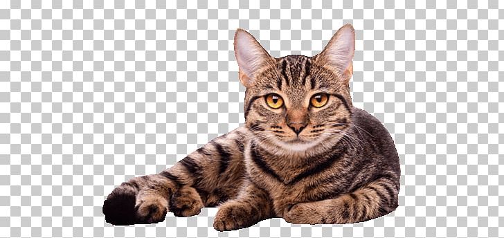 Cat Purrs Of Wisdom: Conscious Living PNG, Clipart, Animals, Brown, Carnivoran, Cat Like Mammal, Dragon Li Free PNG Download