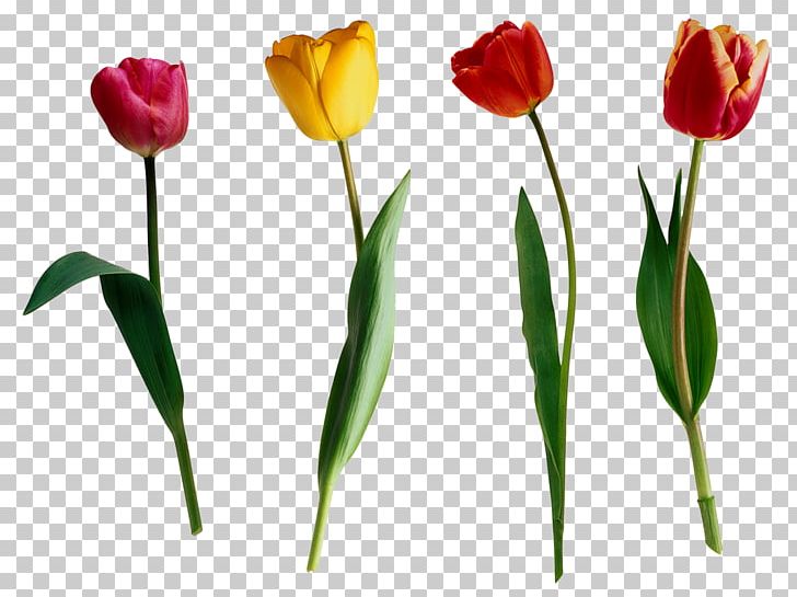 Tulip Flower PNG, Clipart, Blog, Bud, Cut Flowers, Desktop Wallpaper, Digital Image Free PNG Download