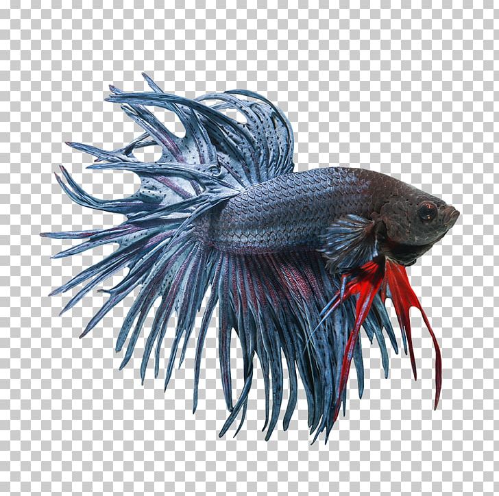 Veiltail Siamese Fighting Fish PNG, Clipart, African Dwarf Frog, Angelfish, Animal, Animals, Aquarium Free PNG Download