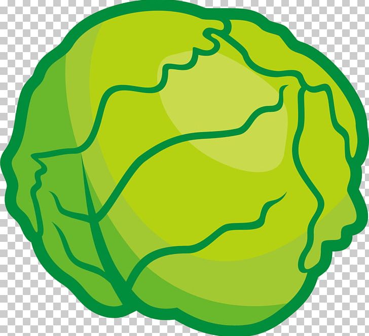 Cabbage Profiterole Vegetable PNG, Clipart, Animation, Area, Background Green, Brain, Brassica Oleracea Free PNG Download