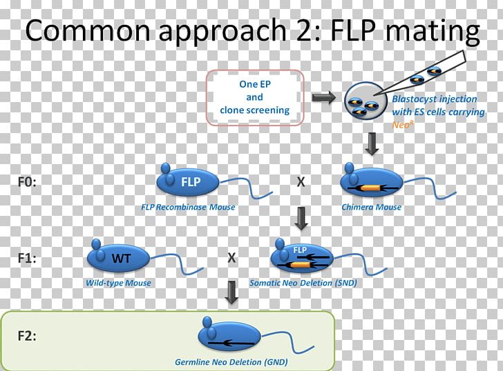 FLP-FRT Recombination Cre Recombinase Gene Targeting Gene Knockin PNG, Clipart, Angle, Animals, Area, Blastocyst, Brand Free PNG Download