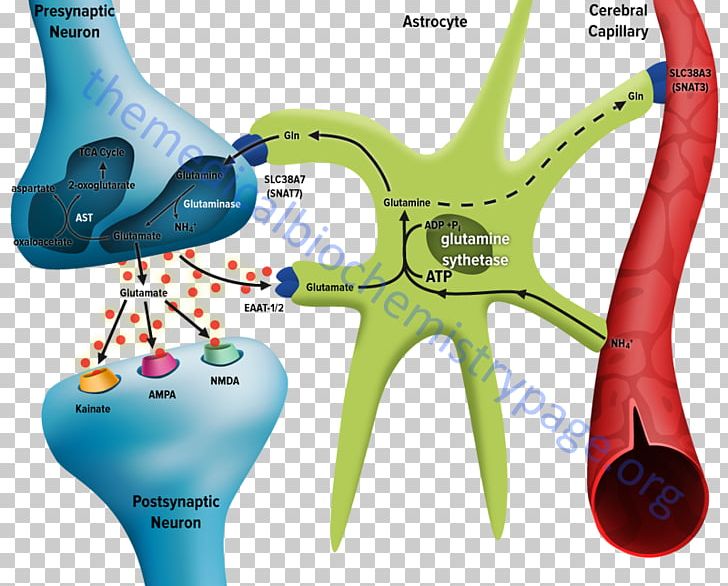 Glutamate-glutamine Cycle Brain PNG, Clipart, Brain, Central Nervous System, Cerebral Cortex, Citric Acid Cycle, Glutamate Free PNG Download