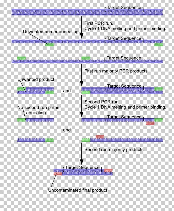 Nested Polymerase Chain Reaction Primer DNA Polymerase PNG, Clipart, Angle, Biology, Chain, Dna, Nested Polymerase Chain Reaction Free PNG Download