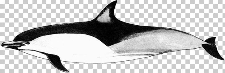 Short-beaked Common Dolphin Tucuxi White-beaked Dolphin Long-beaked Common Dolphin Porpoise PNG, Clipart, Animal Figure, Atlantic Whitesided Dolphin, Beak, Bottlenose Dolphin, Killer Whale Free PNG Download