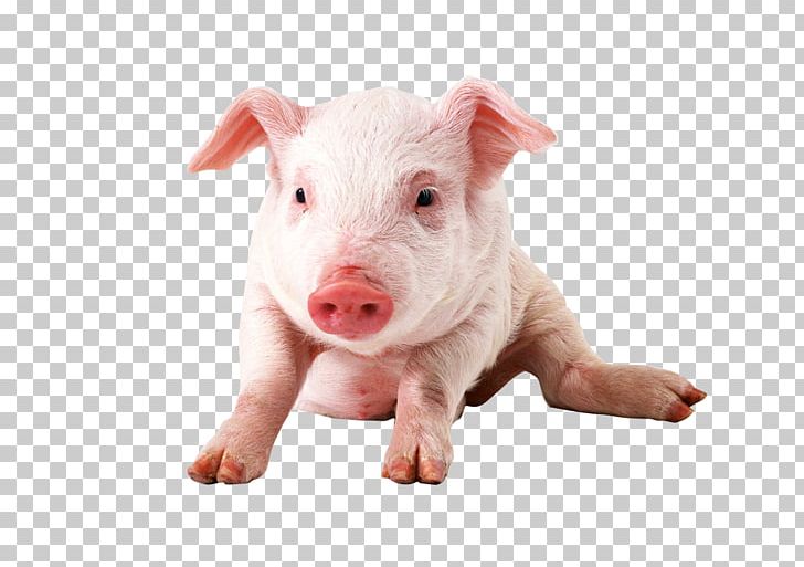 Vietnamese Pot-bellied Miniature Pig PNG, Clipart, 1080p, Animal, Animals, Chong, Display Resolution Free PNG Download