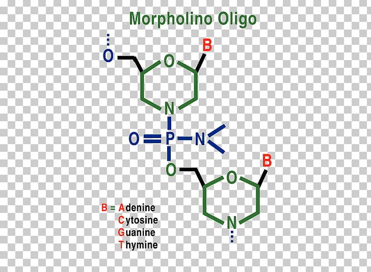 Morpholino Oligonucleotide Antisense Therapy Messenger RNA PNG, Clipart, Angle, Antisense Therapy, Area, Complementarity, Diagram Free PNG Download