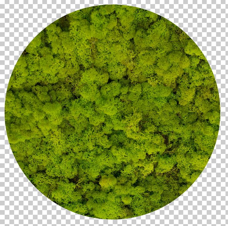 Reindeer Lichen Moss Стабилизированный мох Yagel PNG, Clipart, Artikel, Cladonia, Color, Grass, Green Free PNG Download