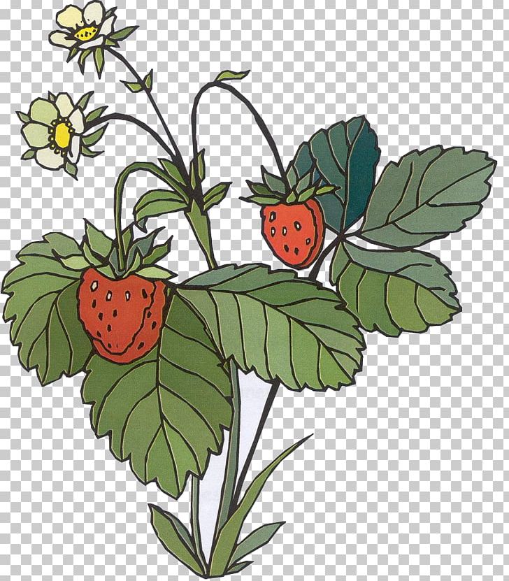 Strawberry Fruit Salad Waffle Auglis PNG, Clipart, Asparagus, Auglis, Branch, Flower, Flowering Plant Free PNG Download