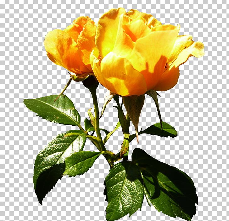 Centifolia Roses Flower Yellow Orange Plant Stem PNG, Clipart, Austrian Briar, Branch, Bud, Centifolia Roses, Cut Flowers Free PNG Download