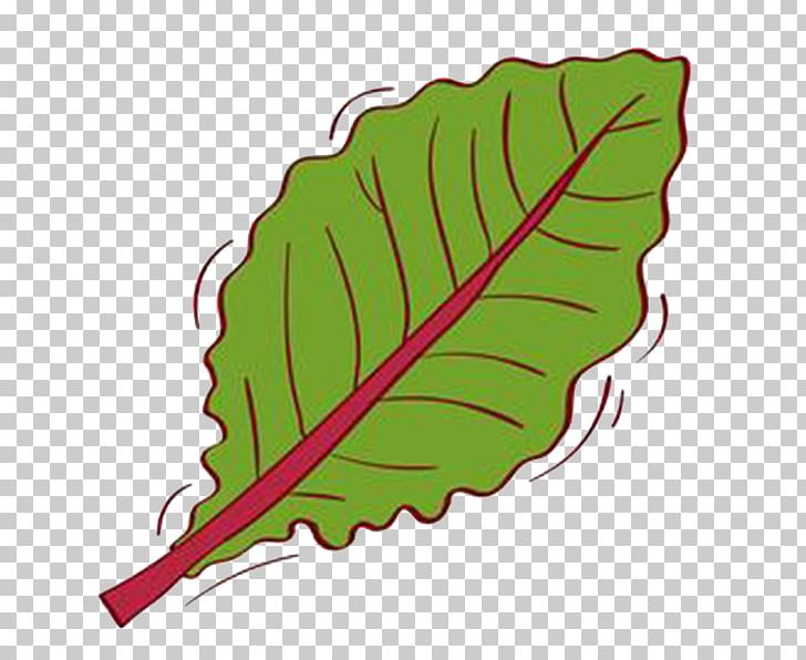 Leaf Deciduous PNG, Clipart, Autumn Leaves, Cartoon, Designer, Download, Euclidean Vector Free PNG Download