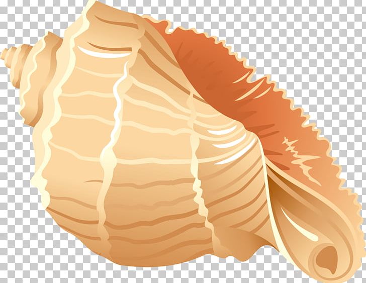 Seashell PNG, Clipart, Beach, Cartoon Conch, Conch, Conchs, Conch Shell  Free PNG Download