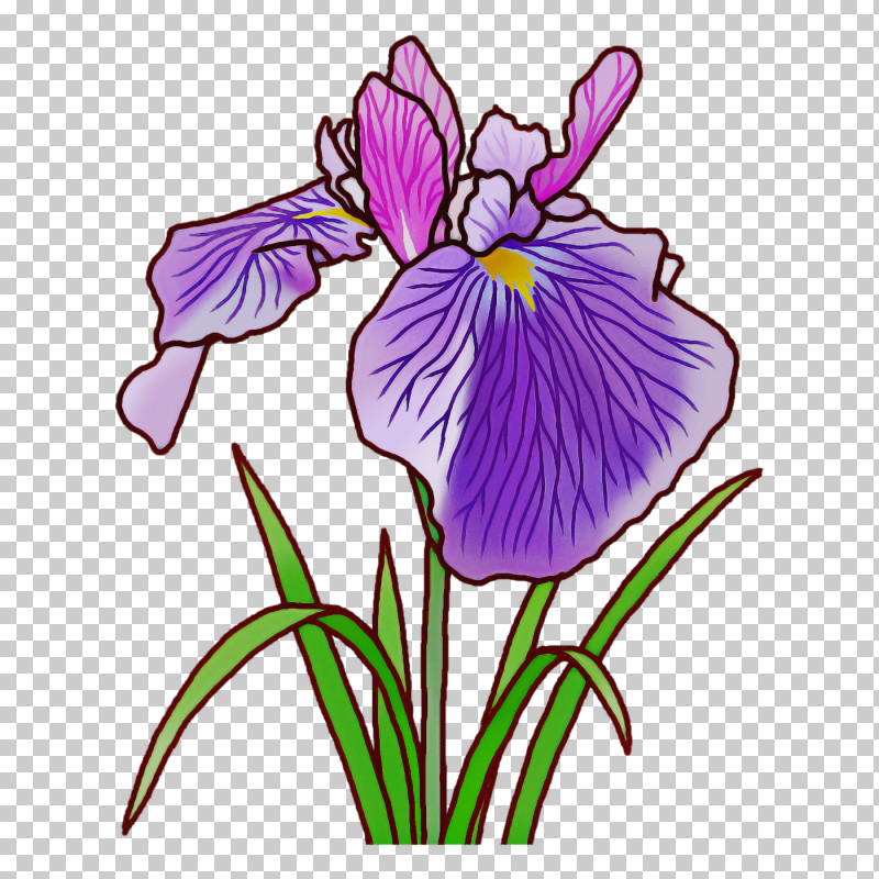 Northern Blue Flag Orris Root Plant Stem Tulip Leaf PNG, Clipart, Cut Flowers, Flower, Irises, Iris Family, Leaf Free PNG Download