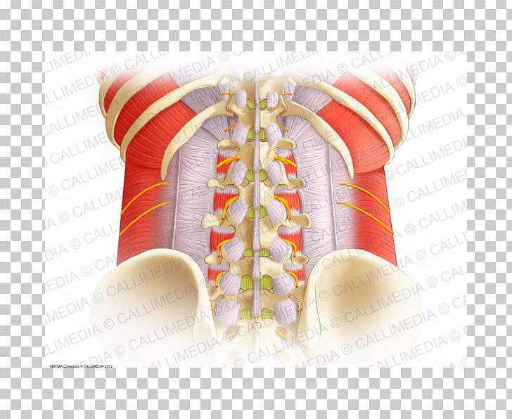 Aponeurosis Vertebral Column Thoracolumbar Fascia Anatomy Lumbar Vertebrae PNG, Clipart, Anatomy, Aponeurosis, Interspinales Muscles, Joint, Ligament Free PNG Download