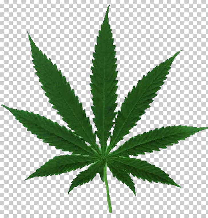 Cannabis Ruderalis Cannabis Sativa Hemp Legalization PNG, Clipart, Cannabis, Cannabis Ruderalis, Cannabis Sativa, Drug, Haze Free PNG Download