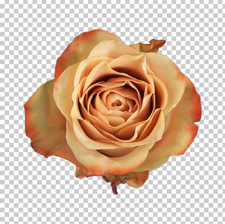 Garden Roses Cabbage Rose Floribunda Salvador De Padreiro Cappuccino PNG, Clipart, Cappuccino, Capuccino, Closeup, Cut Flowers, Floribunda Free PNG Download