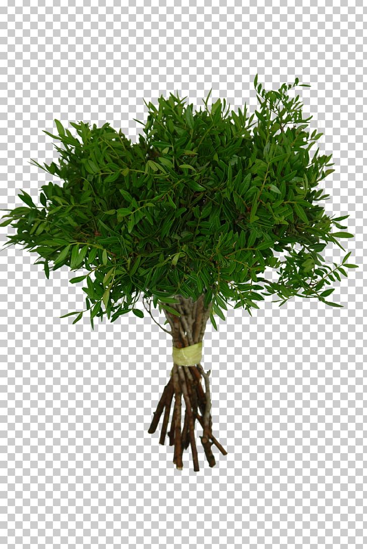 Herb Pistachio Arecaceae Tree Rafija Palma PNG, Clipart, Arecaceae, Beijing Teamsun Tech Co, Chamaedorea, Coconut, Evergreen Free PNG Download
