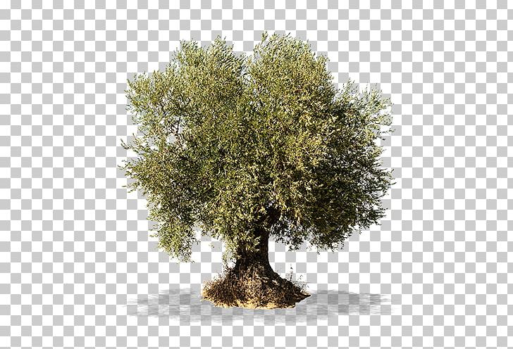 Olive Branch Tree Stock Photography PNG, Clipart, Branch, Food, Food Drinks, Houseplant, Mediterranean Cuisine Free PNG Download