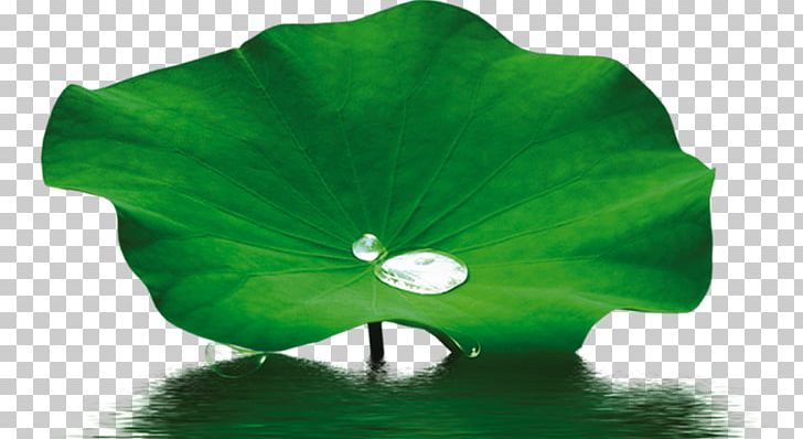 Petal Leaf Nelumbo Nucifera Lotus Effect PNG, Clipart, Artworks, Beautiful, Cartoon, Childhood, Download Free PNG Download