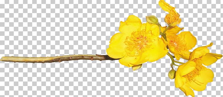 Yellow Flower Chrysanthemum Rose PNG, Clipart, Branch, Chrysanthemum, Cut Flowers, Designer, Flower Free PNG Download