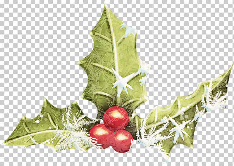 Christmas Holly Ilex Holly PNG, Clipart, American Holly, Christmas, Christmas Holly, Flower, Holly Free PNG Download