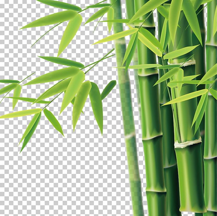 Bamboo Bamboe Icon PNG, Clipart, Adobe Illustrator, Bamboe, Bamboo, Bamboo 19 0 1, Bamboo Border Free PNG Download