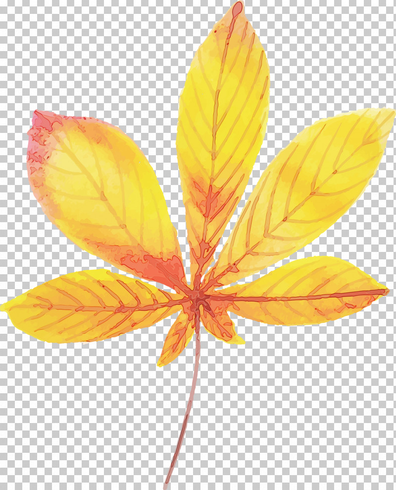 Petal Leaf Plant Structure Science Plants PNG, Clipart, Autumn Leaf, Biology, Colorful Leaf, Leaf, Paint Free PNG Download