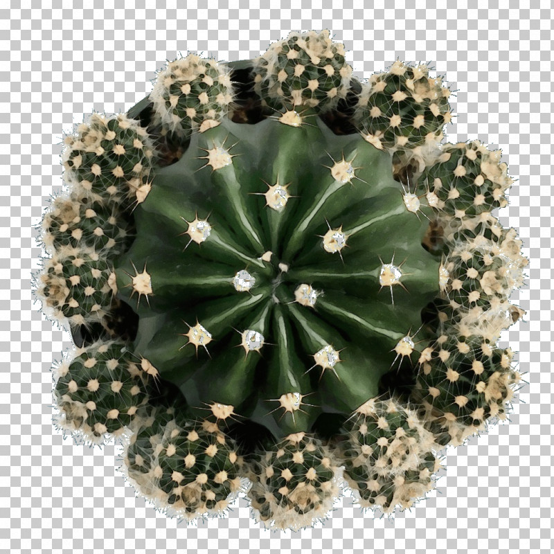 Cactus PNG, Clipart, Biology, Cactus, Caryophyllales, Echinocereus, Paint Free PNG Download