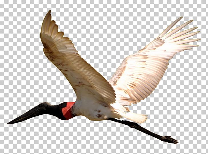 Bird Jabiru Pantanal Beak Wing PNG, Clipart, Animal, Animals, Avengers Infinity War, Beak, Bird Free PNG Download