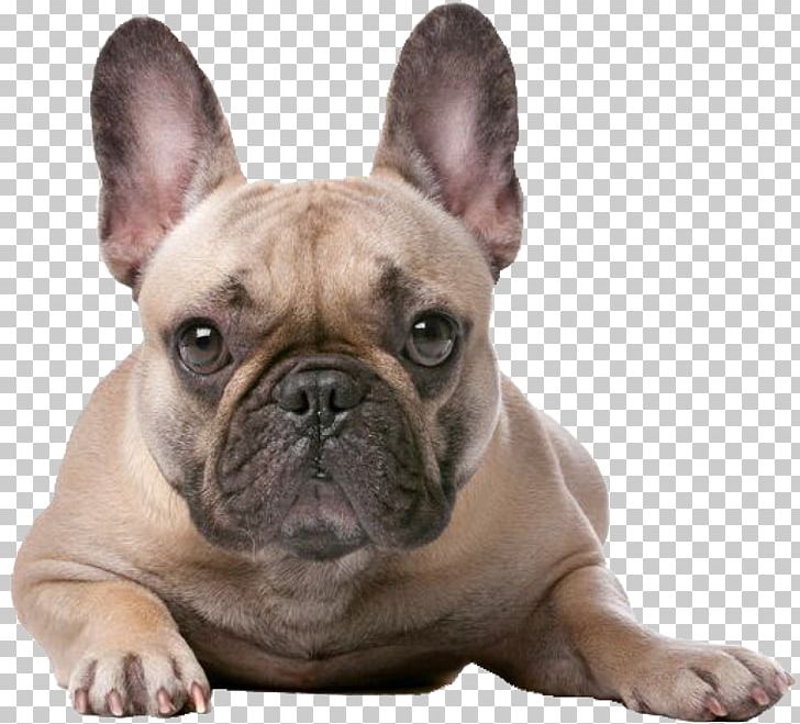French Bulldog Boxer Old English Bulldog Jack Russell Terrier PNG, Clipart, Animals, Australian Bulldog, Bulldog, Carnivoran, Chihuahua Free PNG Download