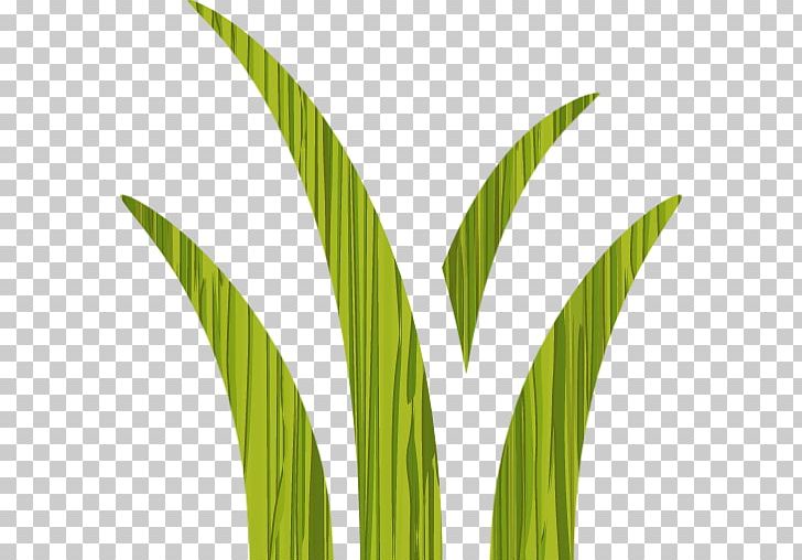 Leaf Grasses Plant Stem Commodity Arecaceae PNG, Clipart, Arecaceae, Commodity, Crop, Easter, Family Free PNG Download