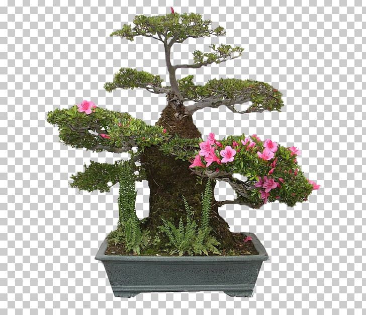 National Bonsai Foundation United States National Arboretum Pinus Thunbergii Azalea PNG, Clipart, Acer Buergerianum, Azalea, Bonsai, Flower, Flowerpot Free PNG Download