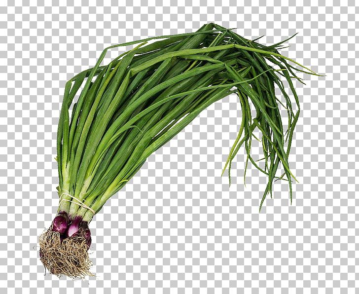 Allium Fistulosum Leaf Vegetable Scallion Onion Herb PNG, Clipart, Allium Fistulosum, Dietary Fiber, Farmer, Fertilisers, Food Free PNG Download