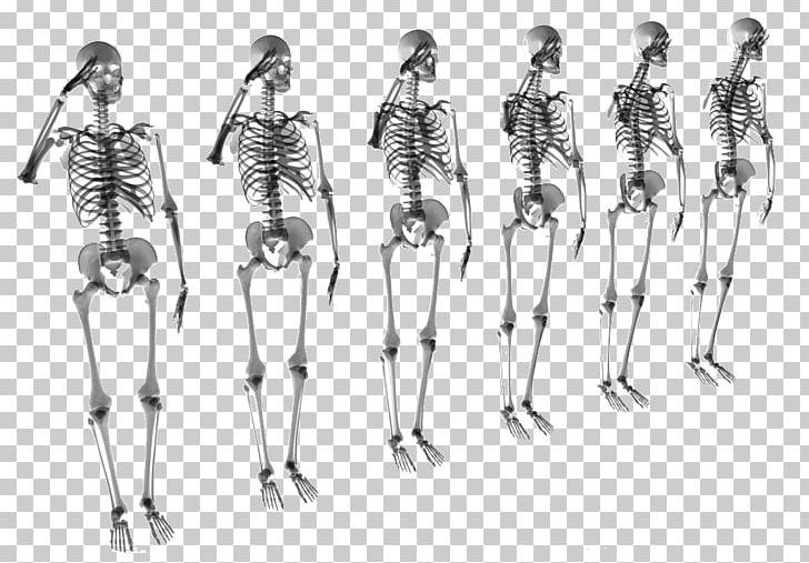Human Skeleton Bone Stock Photography Skull PNG, Clipart, Arm, Art, Black And White, Bone Art, Exo Skeleton Free PNG Download