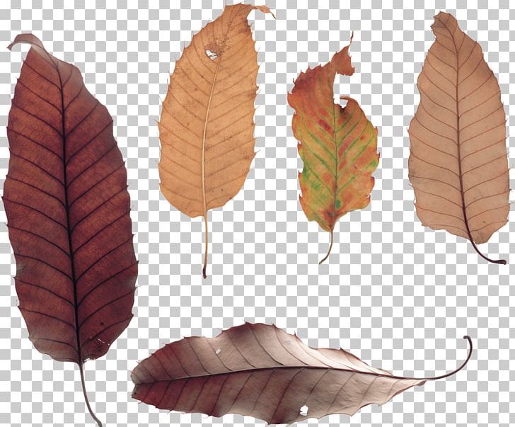 Leaf Portable Network Graphics Adobe Photoshop Photography PNG, Clipart, Branch, Desktop Wallpaper, Display Resolution, Dried Flowers, Flower Free PNG Download