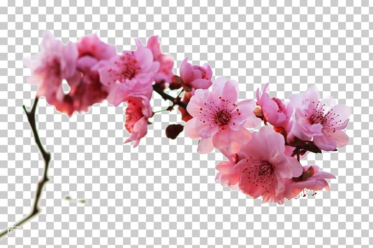 Plum Blossom Winter PNG, Clipart, Artificial Flower, Blossom, Branch, Cherry Blossom, Creative Work Free PNG Download