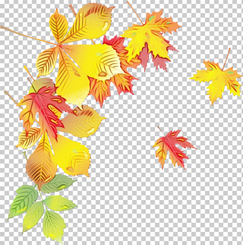 Maple Leaf PNG, Clipart, Branch, Flower, Leaf, Maple, Maple Leaf Free PNG Download