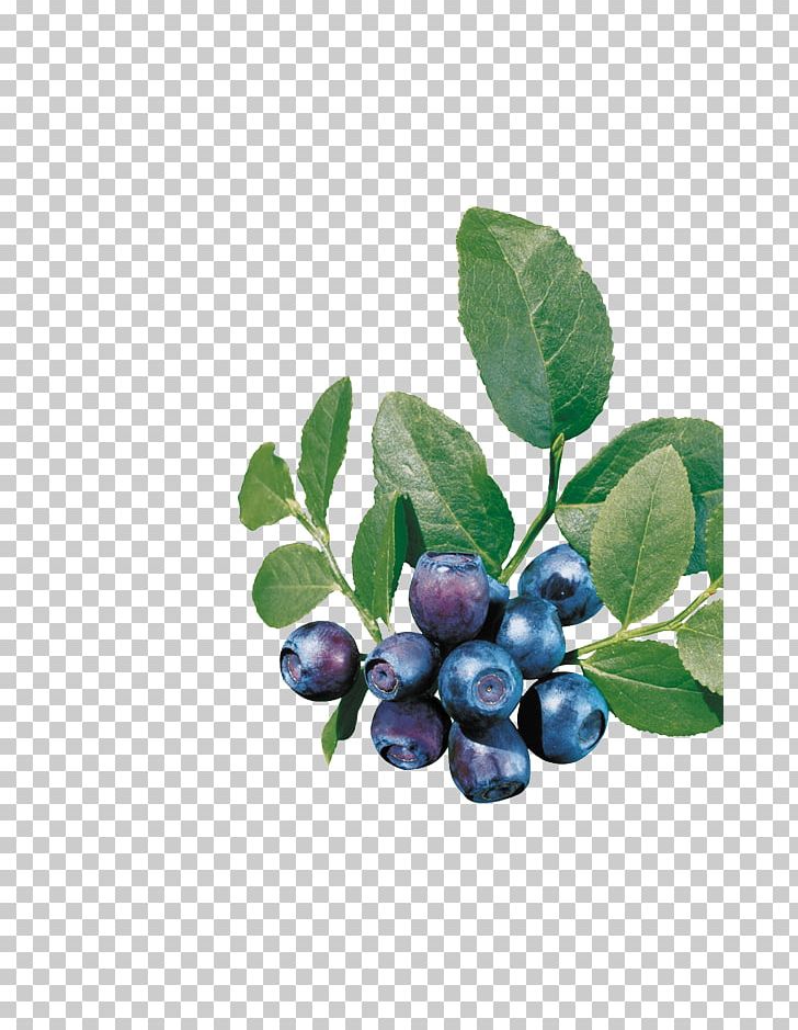 Bilberry European Blueberry PNG, Clipart, Banana Leaves, Berry, Blueberry, Blueberry Tea, Branch Free PNG Download