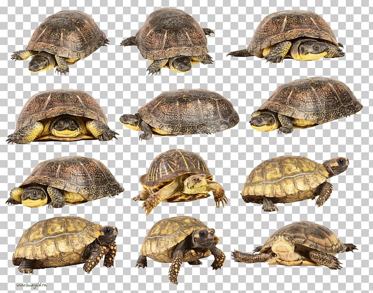 Box Turtle PNG, Clipart, Animals, Box Turtle, Desktop Wallpaper, Display Resolution, Dots Per Inch Free PNG Download