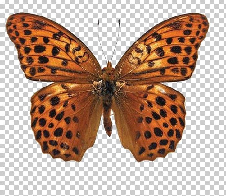 Butterfly Insect Photography Nymphalidae Illustration PNG, Clipart, Arthropod, Brush Footed Butterfly, Butterflies, Butterfly Group, Cartoon Free PNG Download