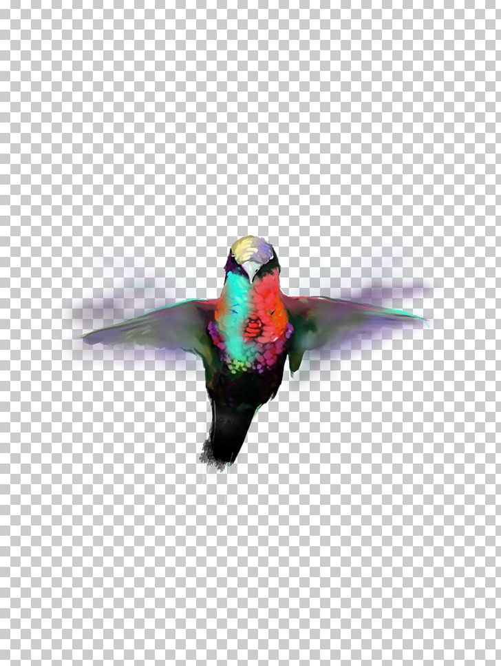 Hummingbird M Parrot Beak Feather PNG, Clipart, Animal, Animals, Beak, Bird, Editing Free PNG Download