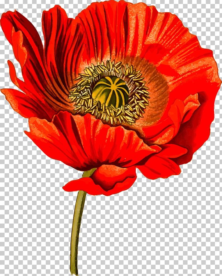 Opium Poppy Common Poppy PNG, Clipart, Botanical Illustration, Botany, California Poppy, Clip Art, Common Poppy Free PNG Download
